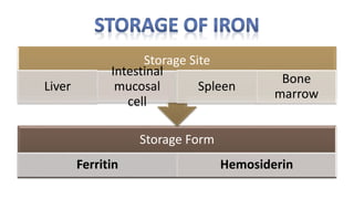 Storage Form
Ferritin Hemosiderin
Storage Site
Liver
Intestinal
mucosal
cell
Spleen
Bone
marrow
 