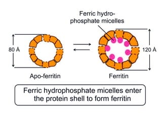 Apo-ferritin Ferritin
80 Å
Ferric hydro-
phosphate micelles
Ferric hydrophosphate micelles enter
the protein shell to form ferritin
120 Å
 