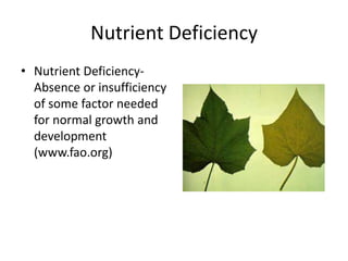 Nutrient Deficiency
• Nutrient Deficiency-
  Absence or insufficiency
  of some factor needed
  for normal growth and
  development
  (www.fao.org)
 