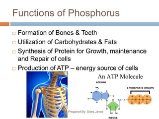 Functions of Phosphorus
Prepared By: Sidra Javed
 Formation of Bones & Teeth
 Utilization of Carbohydrates & Fats
 Synthesis of Protein for Growth, maintenance
and Repair of cells
 Production of ATP – energy source of cells
 