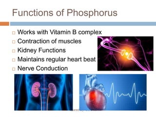 Functions of Phosphorus
Prepared By: Sidra Javed
 Works with Vitamin B complex
 Contraction of muscles
 Kidney Functions
 Maintains regular heart beat
 Nerve Conduction
 
