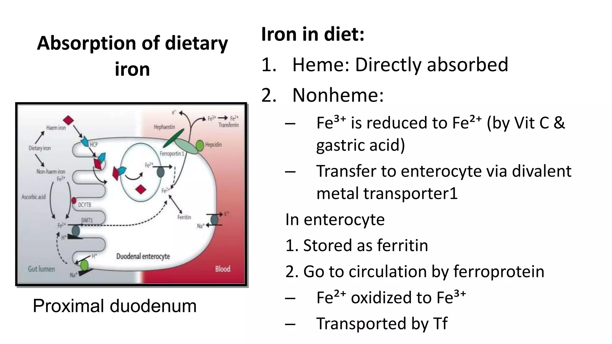 Absorption of dietary
iron
Iron in diet:
1. Heme: Directly absorbed
2. Nonheme:
– Fe³⁺ is reduced to Fe²⁺ (by Vit C &
gastric acid)
– Transfer to enterocyte via divalent
metal transporter1
In enterocyte
1. Stored as ferritin
2. Go to circulation by ferroprotein
– Fe²⁺ oxidized to Fe³⁺
– Transported by Tf
Proximal duodenum
 