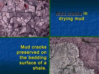 Mud cracks in
drying mud

Mud cracks
preserved on
the bedding
surface of a
shale.

 