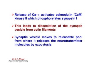 Release of Ca++ activates calmodulin (CaM)
kinase II which phosphorylates synapsin I
 This leads to dissociation of the synaptic
vesicle from actin filaments
 Synaptic vesicle moves to releasable pool
from where it releases the neurotransmitter
molecules by exocytosis
Dr. M. K. Ahmad
Department of Biochemistry
 