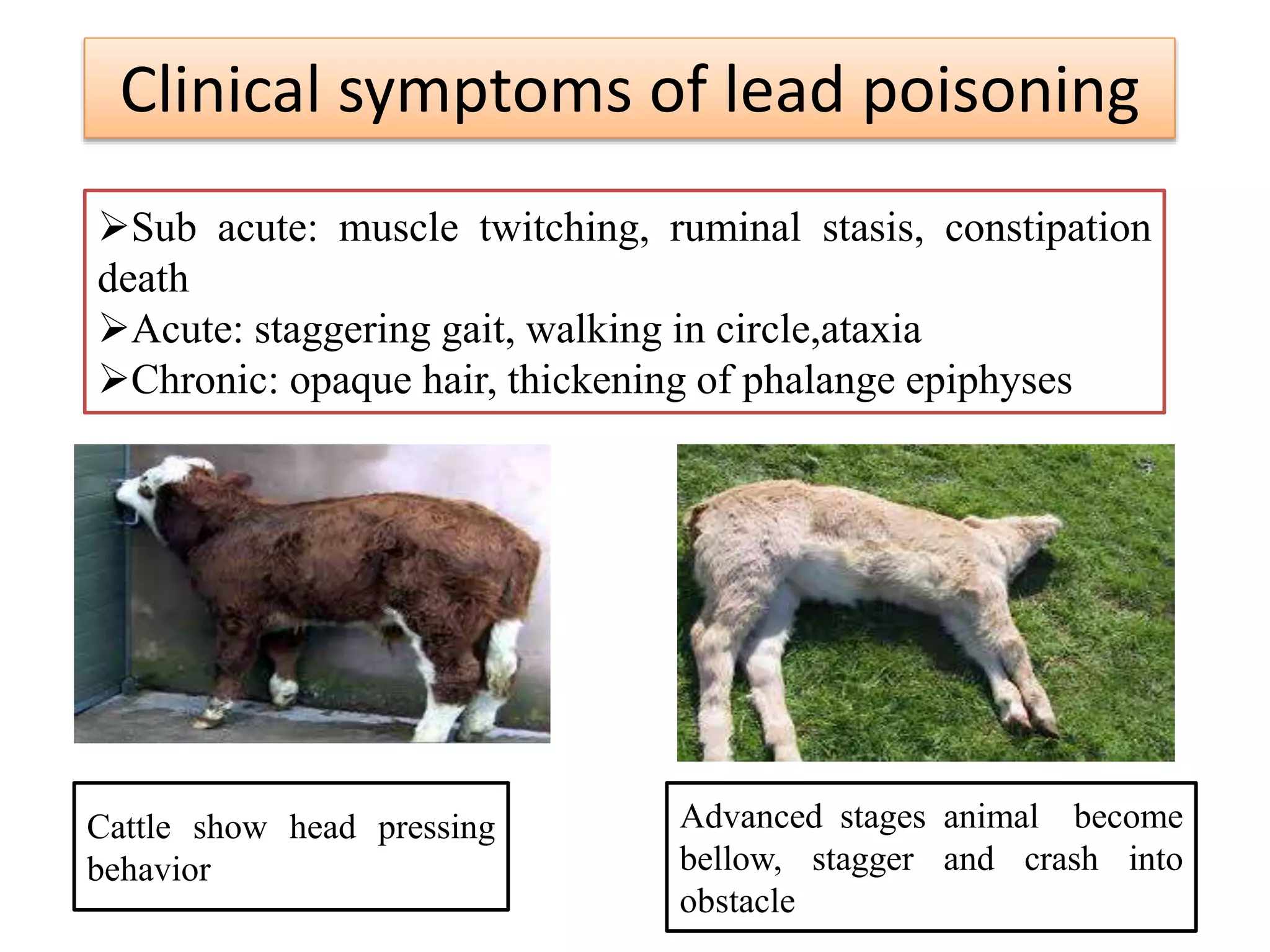 Clinical symptoms of lead poisoning
Sub acute: muscle twitching, ruminal stasis, constipation
death
Acute: staggering gait, walking in circle,ataxia
Chronic: opaque hair, thickening of phalange epiphyses
Cattle show head pressing
behavior
Advanced stages animal become
bellow, stagger and crash into
obstacle
 