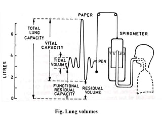 Fig. Lung volumes
 