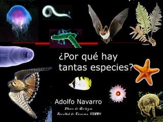 ¿Por qué hay
tantas especies?
Adolfo Navarro
Museo de Zo o lo gía
Facultad de Ciencias, UNAM
 