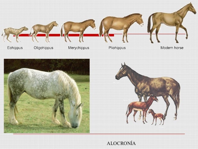 CONCEPTO EVOLUTIVO DE ESPECIE PDF CONCEPTO EVOLUTIVO DE ESPECIE PDF
