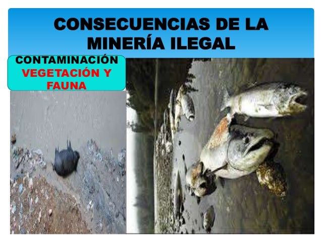 Mineria legal e ilegal