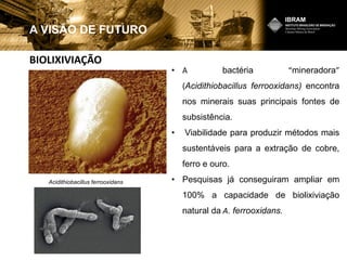 • A bactéria “mineradora”
(Acidithiobacillus ferrooxidans) encontra
nos minerais suas principais fontes de
subsistência.
• Viabilidade para produzir métodos mais
sustentáveis para a extração de cobre,
ferro e ouro.
• Pesquisas já conseguiram ampliar em
100% a capacidade de biolixiviação
natural da A. ferrooxidans.
A VISÃO DE FUTURO
Acidithiobacillus ferrooxidans
BIOLIXIVIAÇÃO
 