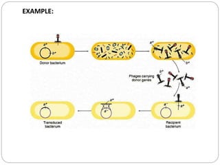 transduction | PPTX