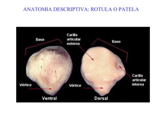 Rotula Netter ManualRx07 MiembroInferior | PPT
