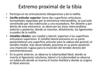 Extremo proximal de la tibia 
• Participa en las articulaciones tibioperonea y de la rodilla. 
• Carilla articular superior: tiene dos superficies articulares 
horizontales separadas por la eminencia intercondílea, la cual está 
constituida por dos tubérculos y una escotadura. Por delante y por 
detrás de esta eminencia se observan las áreas intercondíleas 
anterior y posterior, donde se insertan, distalmente, los ligamentos 
cruzados de la rodilla. 
• Cóndilos tibiales: son medial y lateral; soportan a las superficies 
articulares superiores. El cóndilo lateral presenta en su parte 
posterolateral una superficie articular para la cabeza del peroné; el 
cóndilo medial, más desarrollado, presenta en su parte posterior 
una impresión rugosa para la inserción del tendón directo del 
semimembranoso. 
• En la parte anterior, se observa la tuberosidad tibial, donde se 
inserta el ligamento rotuliano; lateral a la tuberosidad se observa 
un tubérculo donde se inserta el tracto iliotibial y donde se origina 
el tibial anterior. 
 