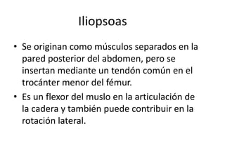 Iliopsoas 
• Se originan como músculos separados en la 
pared posterior del abdomen, pero se 
insertan mediante un tendón común en el 
trocánter menor del fémur. 
• Es un flexor del muslo en la articulación de 
la cadera y también puede contribuir en la 
rotación lateral. 
 