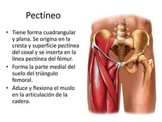Pectíneo 
• Tiene forma cuadrangular 
y plana. Se origina en la 
cresta y superficie pectínea 
del coxal y se inserta en la 
línea pectínea del fémur. 
• Forma la parte medial del 
suelo del triángulo 
femoral. 
• Aduce y flexiona el muslo 
en la articulación de la 
cadera. 
 
