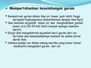 810 Jelaskan Perbedaan Adaptasi Ikan Air Laut Dan Ikan Air Tawar HD Terbaru