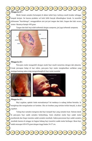 Minggu ke-23 :
Meski lemak semakin bertumpuk di dalam tubuh bayi, kulitnya masih kendur sehingga
tampak keriput. Ini karena produksi sel kulit lebih banyak dibandingkan lemak. Ia memiliki
kebiasaaan "berolahraga", menggerakkan otot jari-jari tangan dan kaki, lengan dan kaki secara
teratur. Beratnya hampir 450 gram
Tangan dan kaki bayi telah terbentuk dengan sempurna, jari juga terbentuk sempurna.
Minggu ke-24 :
Paru-paru mulai mengambil oksigen meski bayi masih menerima oksigen dari plasenta.
Untuk persiapan hidup di luar rahim, paru-paru bayi mulai menghasilkan surfaktan yang
menjaga kantung udara tetap mengembangKulit bayi mulai menebal
Minggu ke-25 :
Bayi cegukan, apakah Anda merasakannya? Ini tandanya ia sedang latihan bernafas. Ia
menghirup dan mengeluarkan air ketuban. Jika air ketuban yang tertelan terlalu banyak, ia akan
cegukan.
Tulang bayi semakin mengeras dan bayi menjadi bayi yang semakin kuat. Saluran darah
di paru-paru bayi sudah semakin berkembang. Garis disekitar mulut bayi sudah mulai
membentuk dan fungsi menelan sudah semakin membaik. Indera penciuman bayi sudah semakin
membaik karena di minggu ini bagian hidung bayi (nostrils) sudah mulai berfungsi. Berat bayi
sudah mencapai 650-670 gram dengan tinggi badan 34-37 cm.
 