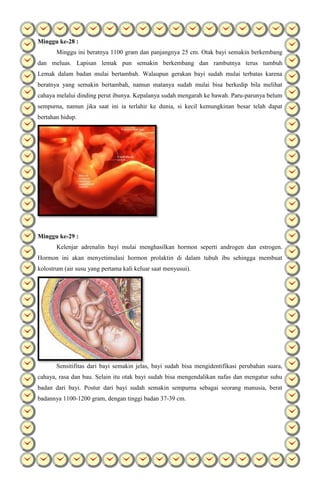 Minggu ke-28 :
Minggu ini beratnya 1100 gram dan panjangnya 25 cm. Otak bayi semakin berkembang
dan meluas. Lapisan lemak pun semakin berkembang dan rambutnya terus tumbuh
Lemak dalam badan mulai bertambah. Walaupun gerakan bayi sudah mulai terbatas karena
beratnya yang semakin bertambah, namun matanya sudah mulai bisa berkedip bila melihat
cahaya melalui dinding perut ibunya. Kepalanya sudah mengarah ke bawah. Paru-parunya belum
sempurna, namun jika saat ini ia terlahir ke dunia, si kecil kemungkinan besar telah dapat
bertahan hidup.
Minggu ke-29 :
Kelenjar adrenalin bayi mulai menghasilkan hormon seperti androgen dan estrogen.
Hormon ini akan menyetimulasi hormon prolaktin di dalam tubuh ibu sehingga membuat
kolostrum (air susu yang pertama kali keluar saat menyusui).
Sensitifitas dari bayi semakin jelas, bayi sudah bisa mengidentifikasi perubahan suara,
cahaya, rasa dan bau. Selain itu otak bayi sudah bisa mengendalikan nafas dan mengatur suhu
badan dari bayi. Postur dari bayi sudah semakin sempurna sebagai seorang manusia, berat
badannya 1100-1200 gram, dengan tinggi badan 37-39 cm.
 