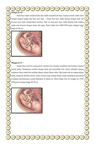 Minggu ke-36 :
Kulit bayi sudah semakin halus dan sudah menjadi kulit bayi. Lapisan lemak sudah mulai
mengisi bagian lengan dan betis dari bayi. Ginjal dari bayi sudah bekerja dengan baik dan
livernya pun telah memproduksi kotoran. Saat ini paru-paru bayi sudah bekerja baik bahkan
sudah siap bertemu dengan mama dan papa. Berat badan bayi 2400-2450 gram, dengan tinggi
badan 47-48 cm
Minggu ke-37 :
Kepala bayi turun ke ruang pelvik. Bentuk bayi semakin membulat dan kulitnya menjadi
merah jambu. Rambutnya tumbuh dengan lebat dan bertambah 5cm. Kuku terbentuk dengan
sempurna. Bayi sudah bisa melihat adanya cahaya diluar rahim. Bayi pada saat ini sedang belajar
untuk mengenal aktifitas harian, selain itu bayi juga sedang belajar untuk melakukan pernafasan
walaupun pernafasannya masih dilakukan di dalam air. Berat badan bayi di minggu ini 2700-
2800 gram, dengan tinggi 48-49 cm
 
