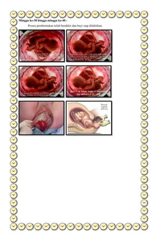 Minggu ke-38 hingga minggu ke-40 :
Proses pembentukan telah berakhir dan bayi siap dilahirkan.
 