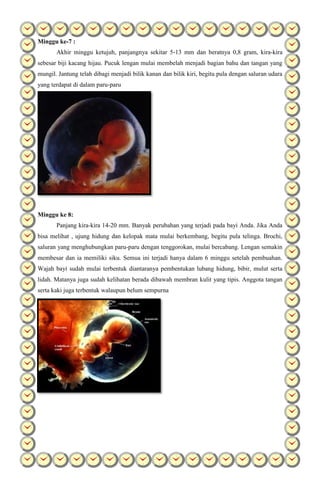 Minggu ke-7 :
Akhir minggu ketujuh, panjangnya sekitar 5-13 mm dan beratnya 0,8 gram, kira-kira
sebesar biji kacang hijau. Pucuk lengan mulai membelah menjadi bagian bahu dan tangan yang
mungil. Jantung telah dibagi menjadi bilik kanan dan bilik kiri, begitu pula dengan saluran udara
yang terdapat di dalam paru-paru
Minggu ke 8:
Panjang kira-kira 14-20 mm. Banyak perubahan yang terjadi pada bayi Anda. Jika Anda
bisa melihat , ujung hidung dan kelopak mata mulai berkembang, begitu pula telinga. Brochi,
saluran yang menghubungkan paru-paru dengan tenggorokan, mulai bercabang. Lengan semakin
membesar dan ia memiliki siku. Semua ini terjadi hanya dalam 6 minggu setelah pembuahan.
Wajah bayi sudah mulai terbentuk diantaranya pembentukan lubang hidung, bibir, mulut serta
lidah. Matanya juga sudah kelihatan berada dibawah membran kulit yang tipis. Anggota tangan
serta kaki juga terbentuk walaupun belum sempurna
 