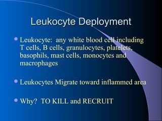 Leukocyte DeploymentLeukocyte Deployment
Leukocyte: any white blood cell including
T cells, B cells, granulocytes, platelets,
basophils, mast cells, monocytes and
macrophages
Leukocytes Migrate toward inflammed area
Why? TO KILL and RECRUIT
 
