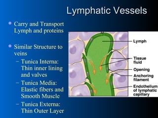Lymphatic VesselsLymphatic Vessels
 Carry and Transport
Lymph and proteins
 Similar Structure to
veins
– Tunica Interna:
Thin inner lining
and valves
– Tunica Media:
Elastic fibers and
Smooth Muscle
– Tunica Externa:
Thin Outer Layer
 