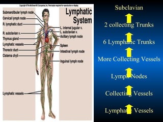 Subclavian
2 collecting Trunks
6 Lymphatic Trunks
More Collecting Vessels
Lymph Nodes
Collecting Vessels
Lymphatic Vessels
 