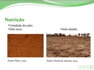 Nutrição

Umidade do solo:

Solo seco. 
Solo úmido.
Fonte: Portal de noticias, 2013.Fonte: Ehow, 2017.
 