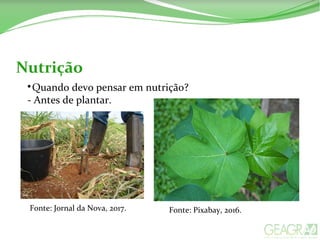 Nutrição

Quando devo pensar em nutrição?
- Antes de plantar.
Fonte: Jornal da Nova, 2017. Fonte: Pixabay, 2016.
 