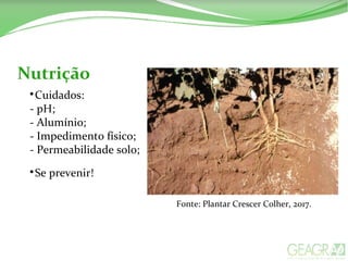 Nutrição

Cuidados:
- pH;
- Alumínio;
- Impedimento físico;
- Permeabilidade solo;

Se prevenir!
Fonte: Plantar Crescer Colher, 2017.
 
