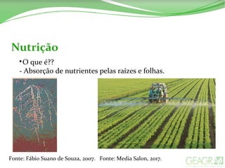 Nutrição

O que é??
- Absorção de nutrientes pelas raízes e folhas.
Fonte: Fábio Suano de Souza, 2007. Fonte: Media Salon, 2017.
 