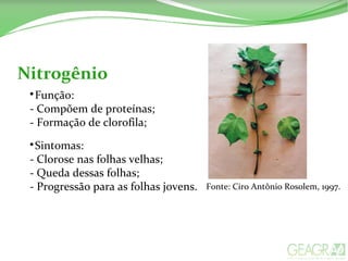 Nitrogênio

Função:
- Compõem de proteínas;
- Formação de clorofila;

Sintomas:
- Clorose nas folhas velhas;
- Queda dessas folhas;
- Progressão para as folhas jovens. Fonte: Ciro Antônio Rosolem, 1997.
 
