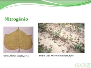 Nitrogênio
Fonte: Ciro Antônio Rosolem, 1997.Fonte: Arthur Vieyra, 2014.
 