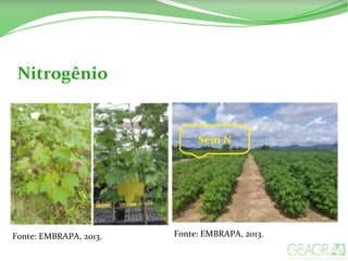 Nitrogênio
Fonte: EMBRAPA, 2013. Fonte: EMBRAPA, 2013.
 
