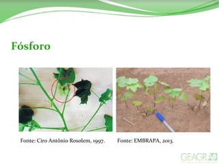 Fósforo
Fonte: Ciro Antônio Rosolem, 1997. Fonte: EMBRAPA, 2013.
 