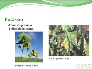 Potássio
-Fome do potássio;
-Folhas do baixeiro.
Fonte: Ipni.net, 2017.
Fonte: EMBRAPA, 2013.
 