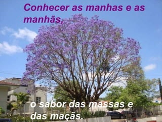 Conhecer as manhas e as manhãs, o sabor das massas e das maçãs. 