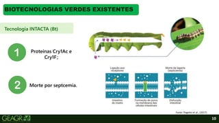 10
BIOTECNOLOGIAS VERDES EXISTENTES
Tecnologia INTACTA (Bt)
Fonte: Pogetto et al., (2017).
Morte por septcemia.
Proteínas Cry1Ac e
Cry1F;
 