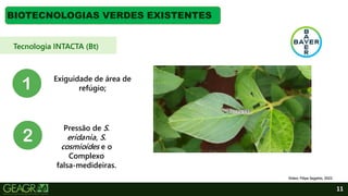 11
BIOTECNOLOGIAS VERDES EXISTENTES
Tecnologia INTACTA (Bt)
Vídeo: Filipe Segatto, 2022.
Pressão de S.
eridania, S.
cosmioides e o
Complexo
falsa-medideiras.
Exiguidade de área de
refúgio;
 