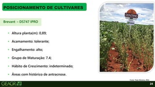 24
POSICIONAMENTO DE CULTIVARES
• Altura planta(m): 0,89;
• Acamamento: tolerante;
• Engalhamento: alto;
• Grupo de Maturação: 7.4;
• Hábito de Crescimento: indeterminado;
• Áreas com histórico de antracnose.
Fonte: Thaís Moreira, 2022.
Brevant – DS747 IPRO
 