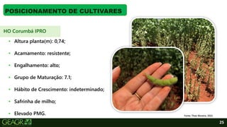 25
POSICIONAMENTO DE CULTIVARES
• Altura planta(m): 0,74;
• Acamamento: resistente;
• Engalhamento: alto;
• Grupo de Maturação: 7.1;
• Hábito de Crescimento: indeterminado;
• Safrinha de milho;
• Elevado PMG. Fonte: Thaís Moreira, 2022.
HO Corumbá IPRO
 