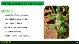 28
POSICIONAMENTO DE CULTIVARES
Fonte: Giulliano Furtado, 2022.
LG 36790
• Arquitetura foliar semiereta;
• Maturidade relativa: 131 dias;
• Tecnologia VT PRO 3;
• Proteção raiz: larva-alfinete;
(Diabrotica speciosa);
• Proteção parte aérea: lagartas.
 