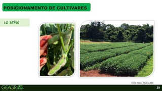 29
POSICIONAMENTO DE CULTIVARES
Fonte: Débora Oliveira, 2022.
LG 36790
 
