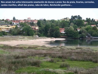Nos areais hai unha interesante vexetación de dunas e praia: feo da praia, linarias, correolas,
cardos mariños, alhelí das praias, rabo de lebre, Reichardia gaditana...
 