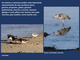 Os esteiros e marismas acollen unha importante
representación de aves acuáticas: garza,
garzota, picapeixes, gabita, gaivotas
(patiamarela, chorona e escura), mazarico
(galego e curlí), píllara real, lavanco real, pato
cincento, pato asubión, corvo mariño real...
Garza real (Ardea cinerea)
Limícolas
 