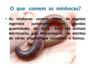 O  que   comem  as  minhocas?As  minhocas  comem  restos  de vegetais  ingeridos juntamente com grandes        quantidades  de  terra . Elas  são animais    detritívoros, pois alimentam-se  de detritos  de  várias origens,  que  compõem  o  húmus.  
