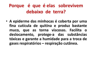 Porque   é  que  é elas   sobrevivem debaixo  de  terra?A epiderme das minhocas é coberta por uma fina cutícula de quitina e produz bastante muco, que as torna viscosas. Facilita o deslocamento, protege-a das substâncias tóxicas e garante a humidade para a troca de gases respiratórios – respiração cutânea.