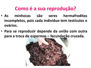 Como é a sua reprodução?As minhocas são seres hermafroditas incompletos, pois cada indivíduo tem testículos e ovários.Para se reproduzir depende da união com outra para a troca de espermas – fecundação cruzada.