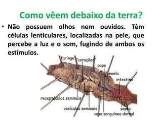 Como vêem debaixo da terra?Não possuem olhos nem ouvidos. Têm células lenticulares, localizadas na pele, que percebe a luz e o som, fugindo de ambos os estímulos.